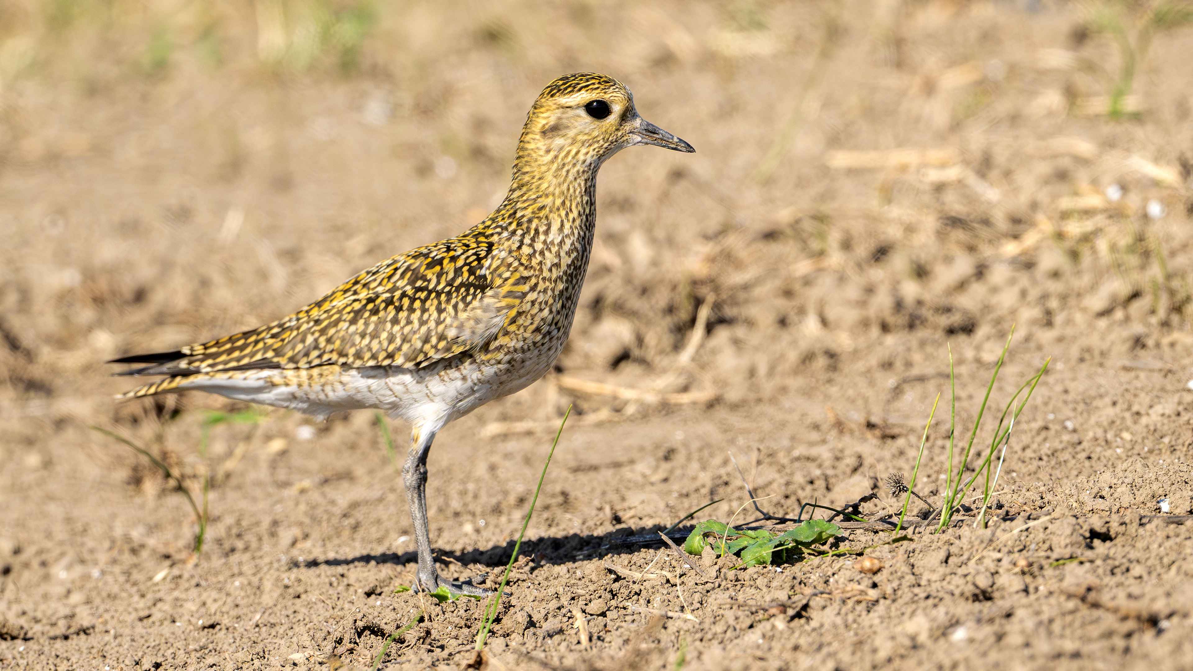 European Golden-Plover